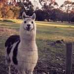 Andrew Coles - @agr_andrew - Instagram