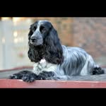 Andrew Cotton - @laurendaledoggroomers - Instagram