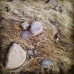 Andrew Crisp - @acey_risp - Instagram