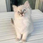 Andrew Cuomo - @piggy_cute_cats_for_adoption - Instagram