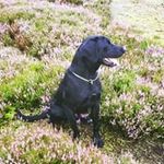Drew Dickman - @dickmandrew - Instagram