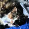 Andrew - @andrew.diggins - TikTok