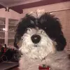 Andrew Durkin - @adurk20 - TikTok