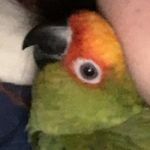 Andrew Dwyer- the conure - @andy.the.gold - Instagram