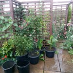 ANDREW ALAN EARL - @andrew_earls_garden - Instagram