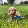 Andrew Weisman - @andrewweisman_ - TikTok