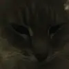 Andrew Emmel867 - @andrewemmel534 - TikTok
