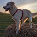 Andy Feldt - Facebook