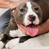 Andrew A Frazee - @my.pet__ - TikTok