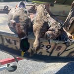 Andrew Fiske - @andrewfrisky - Instagram