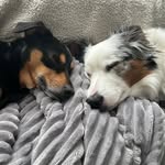 Andrew Gaffney - @bandit.and.ollie - Instagram