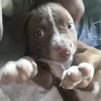 Andrew Gauldin - Facebook