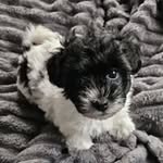 Andrew Goodyear - @andrew432636 - Instagram
