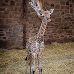 Andrew Gough - @acgough - Instagram