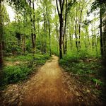 Andrew Halley - @nearsightedwalrus - Instagram