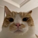 Andrew Heng - @andrewamogus - Instagram