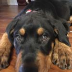Andrew Herrick - @badandy1969 - Instagram