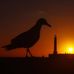 Photography by Andrew Hillier - Facebook