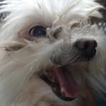Homeless Dog - @andrew_homeless_dog - Instagram