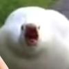AndrewHoman - @andrewhoman_ - TikTok