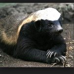 Andrew Jobe - @hbadger23 - Instagram