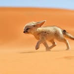 Andrew Kenworthy - @andrews.animal.spam - Instagram