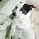 Andrew Roach - @andrew_roach_kipper - Instagram