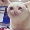 Andrew Kivi - @andrew.kivi - TikTok