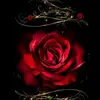 Andrew Koontz - @andrew_koontz - TikTok