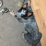 Andrew Krall - @annie_the_blue_heeler - Instagram