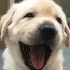 Andrew Kwok - @2175416199 - TikTok