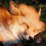 Andrew Kwok 🦊 - @_phillong_ - Instagram
