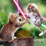 Andrew Lamont - @catkid_123 - Instagram