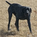 Andrew Lamont - @bird.dog.adventures - Instagram