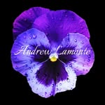 Andrew Lamonte - @andrewlamonte - Instagram