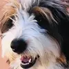 pshair - @scottandrewlarned - TikTok