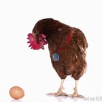 Andrew Layden - @andrewlaydenegg - Instagram
