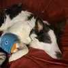 Andrew Ledgerwood - @andrew.ledgerwood - TikTok