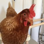 Andrew Lemon - @buffybot75 - Instagram