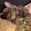 Andrew Maddock - @andrew.maddock6 - TikTok