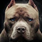 Andrew Maggs - @petandwildliferescuer - Instagram
