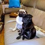 Andrew Markowitz - @pugdadmadridt - Instagram