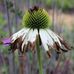 Andrew Marrs Garden Design - Facebook