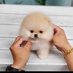 andrew maya - @andrew_maya_pomeranian_puppy - Instagram