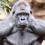 Johnson Silverback - @andrewmayers - Instagram