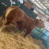 Andrew McNally - @andrew.mcnally7 - TikTok