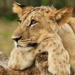 Andrew Meiring - @andrew.meiring.376 - Instagram