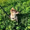 Andrew - @andrew.milano - TikTok