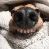 Rajakrish Loifah - @andrew.mmilano - TikTok