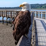 Andrew Mobley - @watchingnisqually - Instagram
